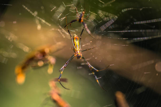 Manu National Park, Peru - August 07, 2017: Wild yellow spider in the Amazon rainforest of Manu National Park, Peru Manu National Park, Peru - August 07, 2017: Wild yellow spider in the Amazon rainforest of Manu National Park, Peru spider spider web large travel locations stock pictures, royalty-free photos & images