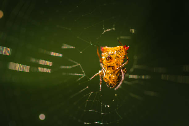 Manu National Park, Peru - August 07, 2017: Wild yellow spider in the Amazon rainforest of Manu National Park, Peru Manu National Park, Peru - August 07, 2017: Wild yellow spider in the Amazon rainforest of Manu National Park, Peru spider spider web large travel locations stock pictures, royalty-free photos & images