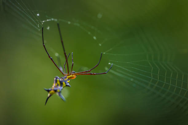 Manu National Park, Peru - August 07, 2017: Wild yellow spider in the Amazon rainforest of Manu National Park, Peru Manu National Park, Peru - August 07, 2017: Wild yellow spider in the Amazon rainforest of Manu National Park, Peru spider spider web large travel locations stock pictures, royalty-free photos & images