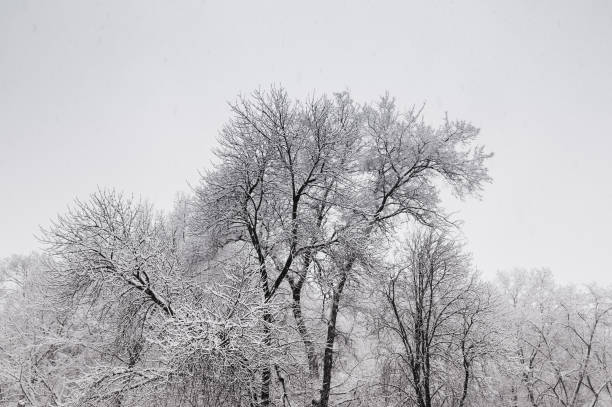 istock Winter landscape with tree covered with snow 875039956