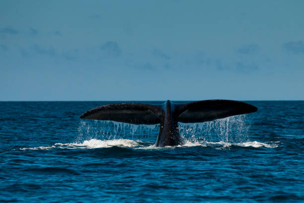 istock Right whale in Patagonia 875040030