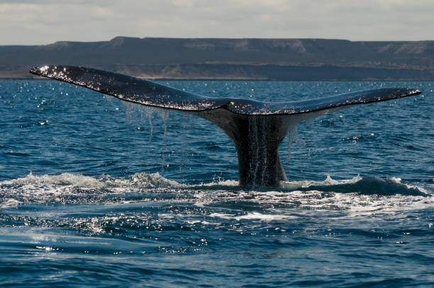istock Right whale in Patagonia 875040040