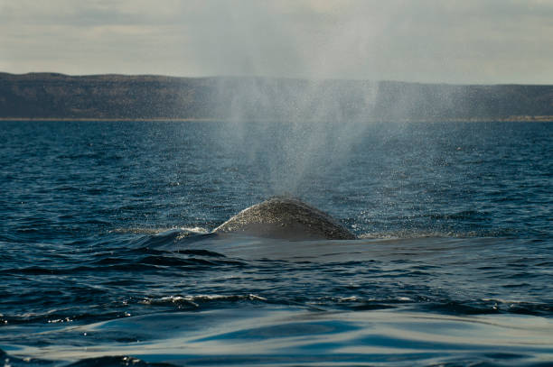 istock Right whale in Patagonia 875042344
