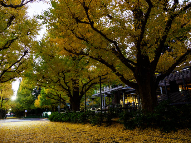 istock Jingu Gaien, Tokyo Japan 875043336