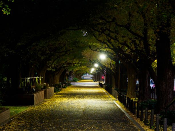istock Jingu Gaien, Tokyo Japan 875046366