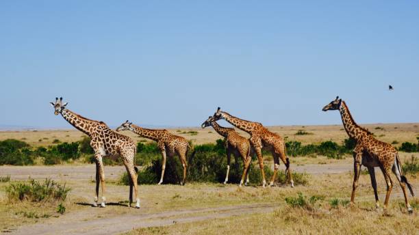 istock Giraffe in Masai Mara, Kenya 875052732