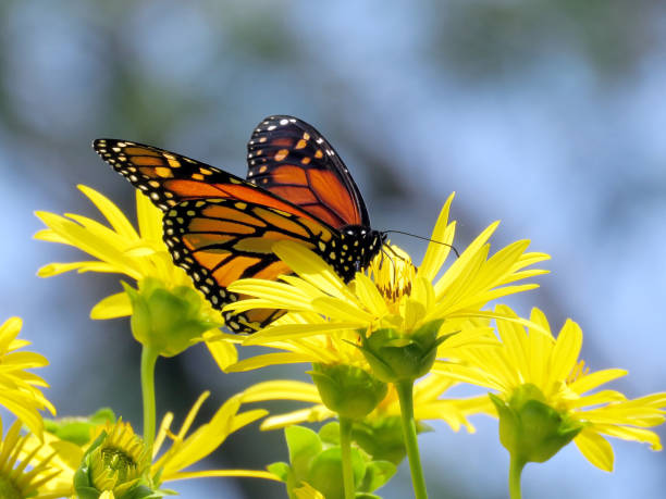 istock Toronto Lake Monarch on the Ragwort flowers 2017 875054742