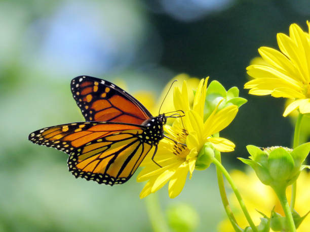 istock Toronto Lake Monarch on the Ragwort flower 2017 875056804