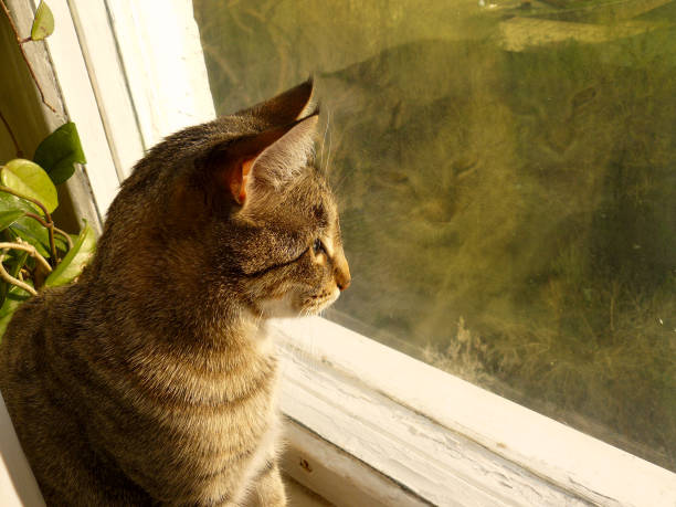 istock Cat looking out of the window deep in thought. 875060990