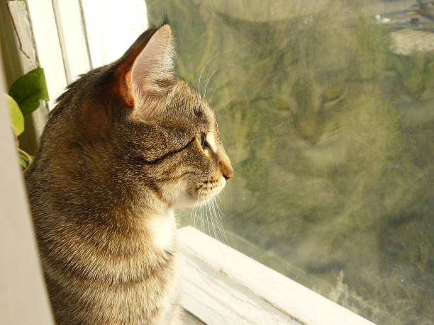 istock Cat looking out of the window deep in thought. 875060992