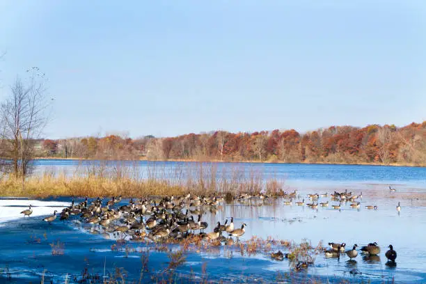 Photo of Families of Geese gather in lake to prepare to fly south for winter.