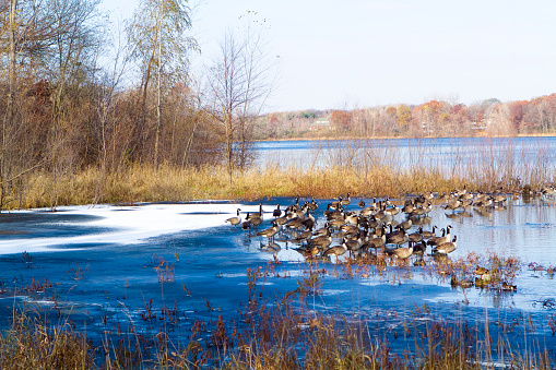 This tribe of Geese and Ducks were found gathering in a pond in Woodbury, MN.  They were feeding and grouping to head out for the winter season.