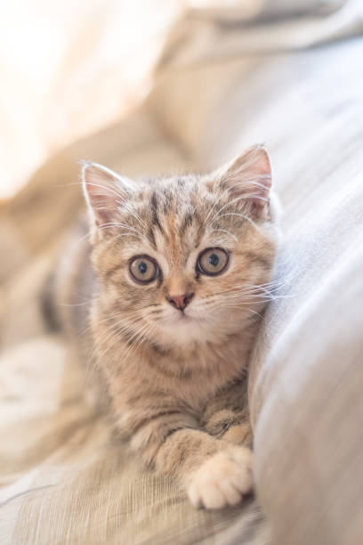 istock Kitten of cute british chinchilla 875067246