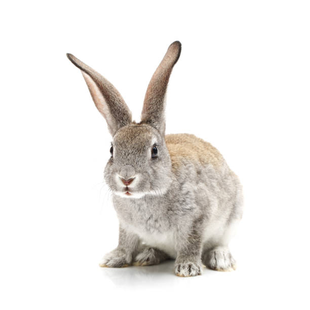 baby bunny sur fond blanc - rabbit hairy gray animal photos et images de collection