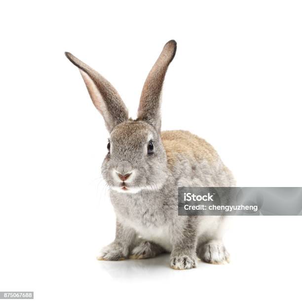 Baby Bunny On The White Background Stock Photo - Download Image Now - Easter Bunny, Rabbit - Animal, Hare