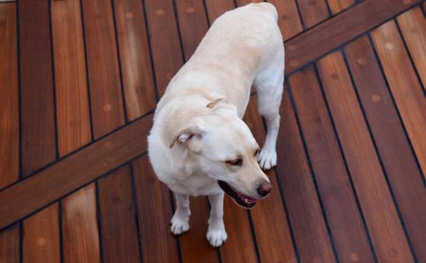 istock Labrador Retriever on a wooden deck 875067822