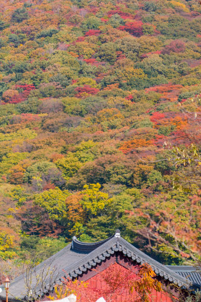 istock Autumn leaves in Busan, South Korea 875068074