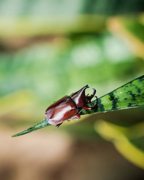 istock Beetle, Rhinosceros beetle closeup on blurred background. 875074088