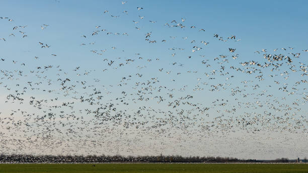 istock Migrating snow geese in Eastern Ontario, Canada 875074568