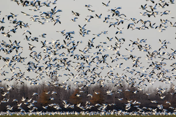 istock Migrating snow geese in Eastern Ontario, Canada 875074580