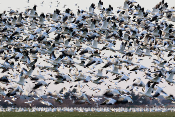 istock Migrating snow geese in Eastern Ontario in early winter 875074606