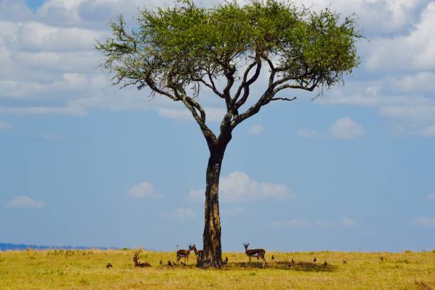 istock Tree shade in Masai Mara, Kenya 875078050