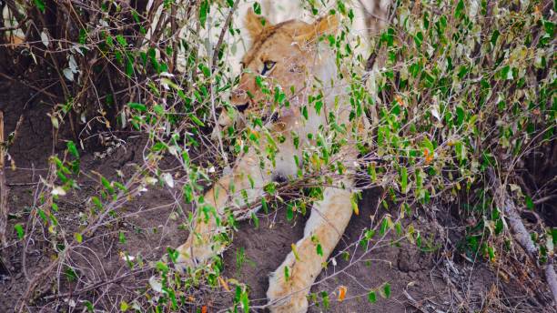 istock Lion in Masai Mara, Kenya 875078976