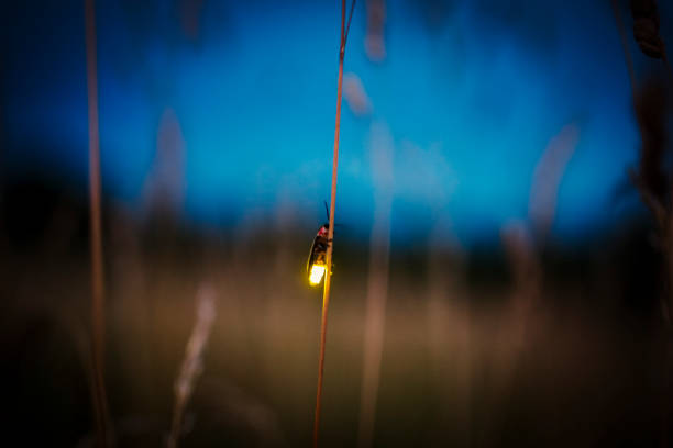 firefly verschwommen fliegen in der dämmerung beim aufleuchten der - leuchtkäfer stock-fotos und bilder