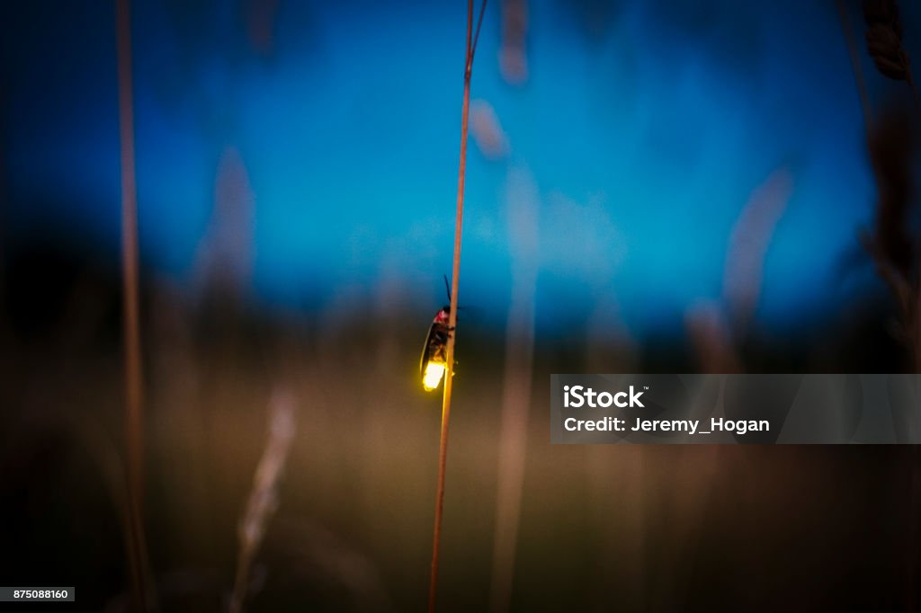 Firefly blurred flying at dusk while lighting up Firefly Stock Photo