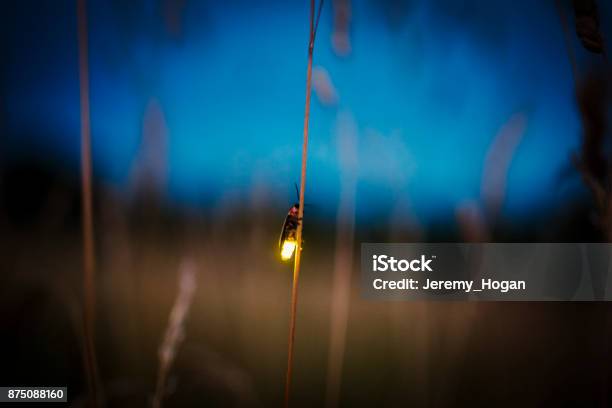 Firefly Blurred Flying At Dusk While Lighting Up Stock Photo - Download Image Now - Firefly, Glowworm, Night