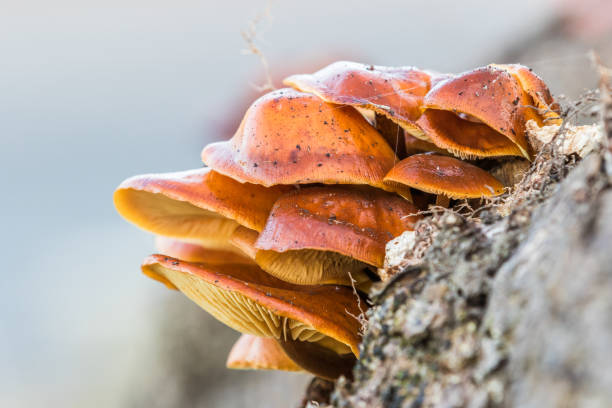 cogumelos de brown, vivendo em uma árvore caída de log em foco com fundo desfocado - klagshamn - fotografias e filmes do acervo