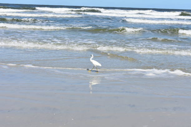 istock Snowy white egret heron on the beach on a clear blue sky sunny day. 875091012