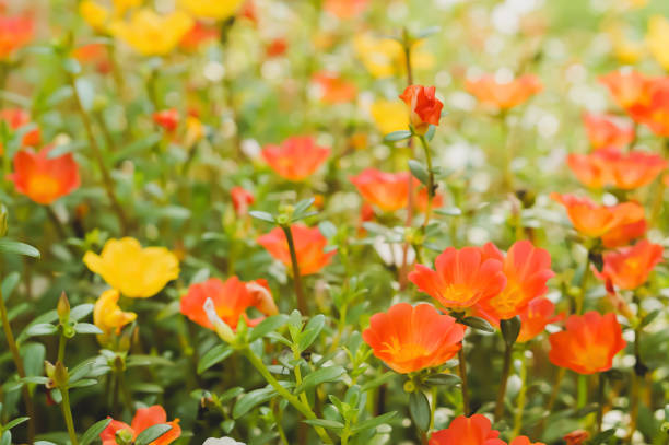 istock Common Purslane orange and yellow flower spring background 875097718