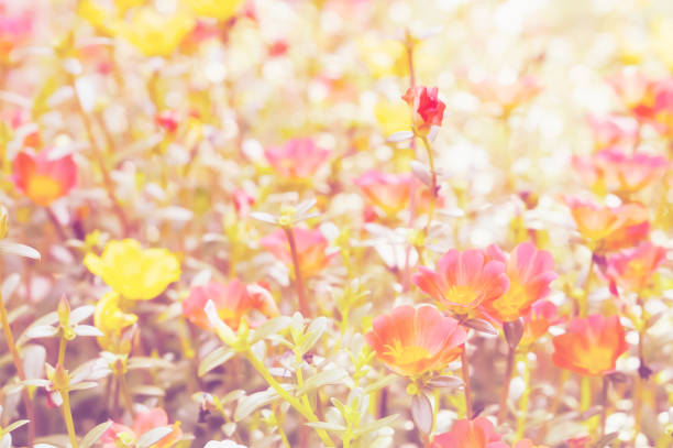 istock Common Purslane orange and yellow flower spring background 875100484