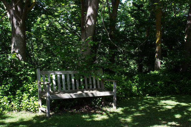 istock sunlight shining on timber garden seat 875101004