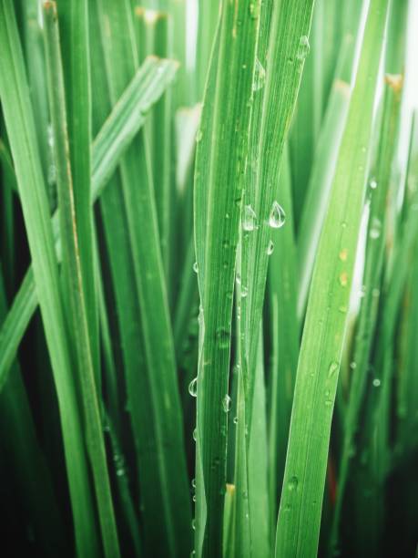 istock Close up of green vetiver grass 875103234