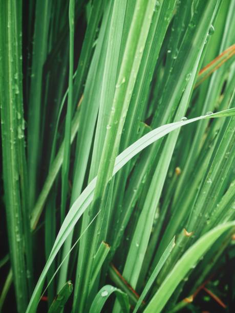 istock Close up of green vetiver grass 875103258