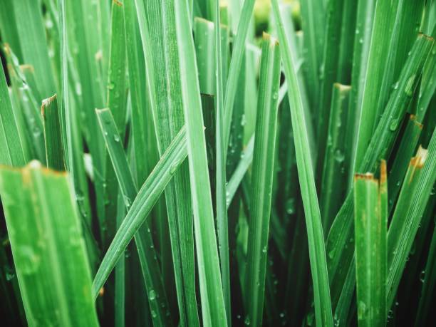 istock Close up of green vetiver grass 875103348