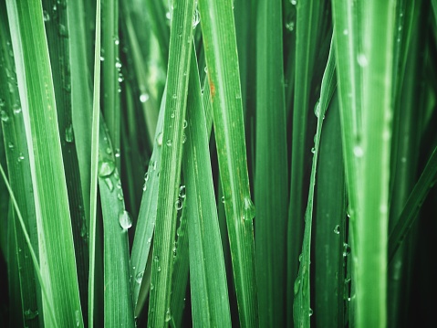 Close up of green vetiver grass