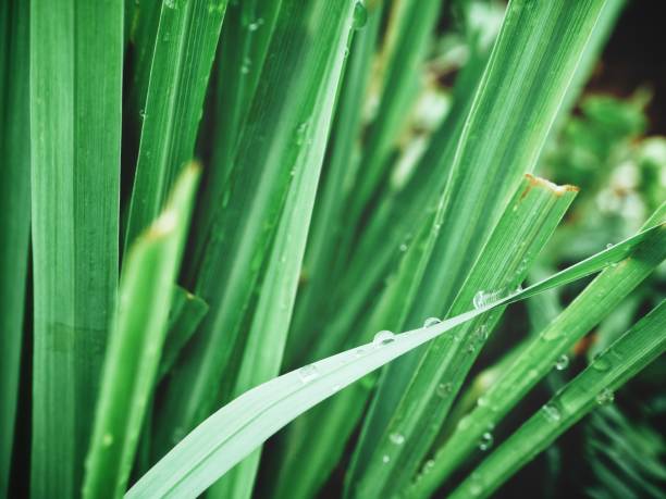 istock Close up of green vetiver grass 875103444