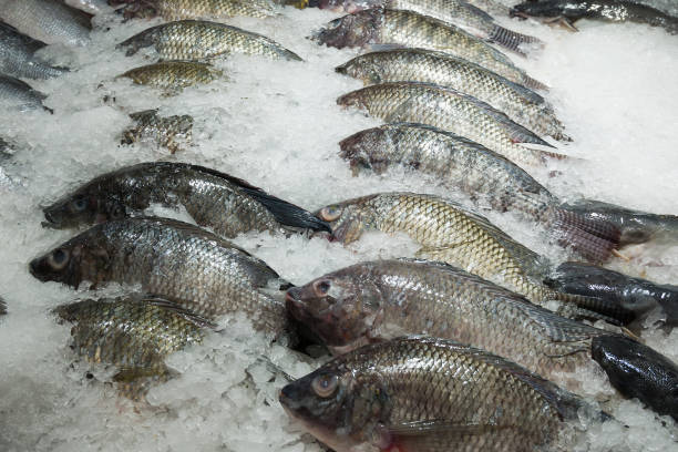 tilapia fresca sul ghiaccio sul mercato - fish catch of fish seafood red snapper foto e immagini stock