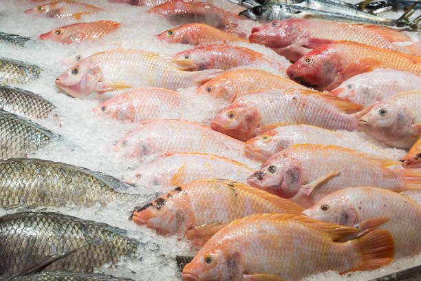 istock Fresh tilapia fish on ice in the market 875110194