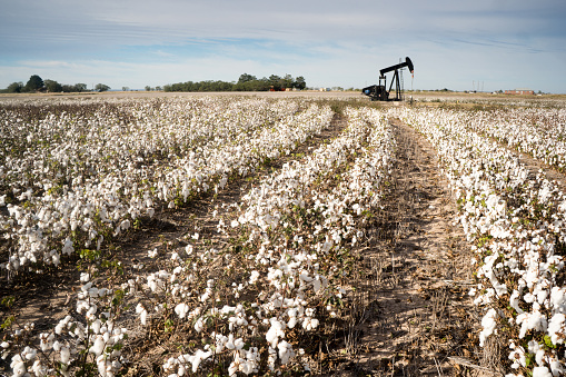 Oil production in a mature cotton field