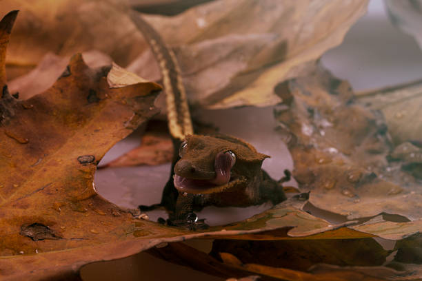 crested gecko with dry leafs in autumn - gecko animal night wildlife imagens e fotografias de stock