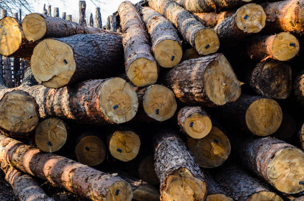 istock Pile of the pine logs 875123810