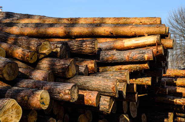 Lumber stacked firewood. Logging lumber. Timber wood background. Background of stack wood log. Wood log ready for winter. Wooden stump background. Firewood timber logging. Freshly cut tree log piled.