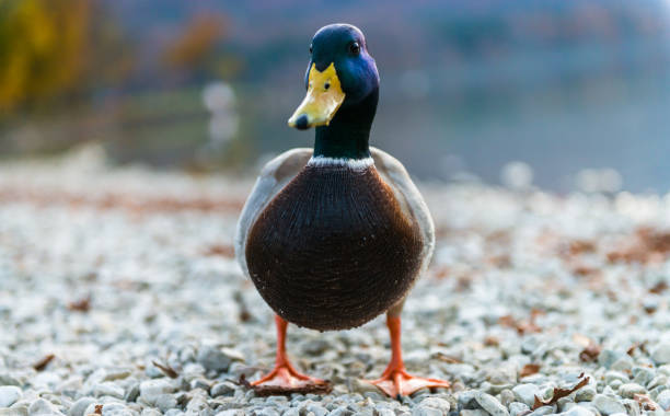 Portrait Of Duck Closeup