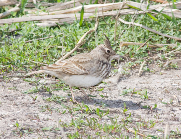 istock A crested lark (Galerida cristata) on the beach with its crest raised 875130992