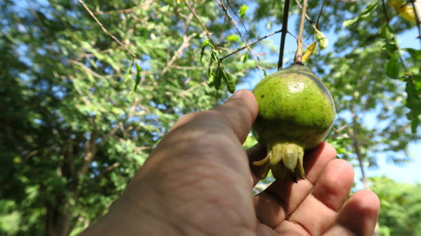 istock Picking Pomegranate at home garden 875131720
