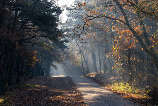 istock National parc Loonse and Drunense Duinen 875131740